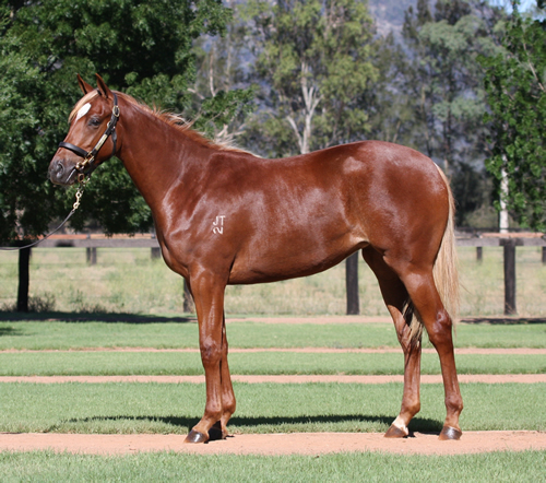 STRATUM/GLOGIRL FILLY